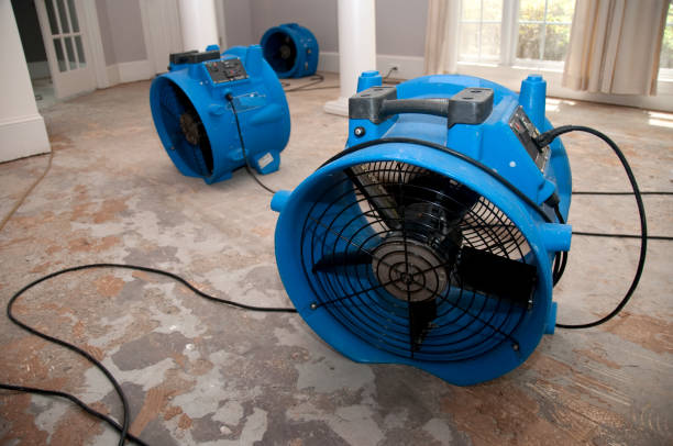 Best Mold removal after water damage  in Canfield, OH