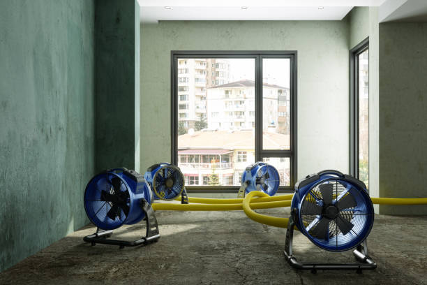 Best Local water damage restoration  in Canfield, OH